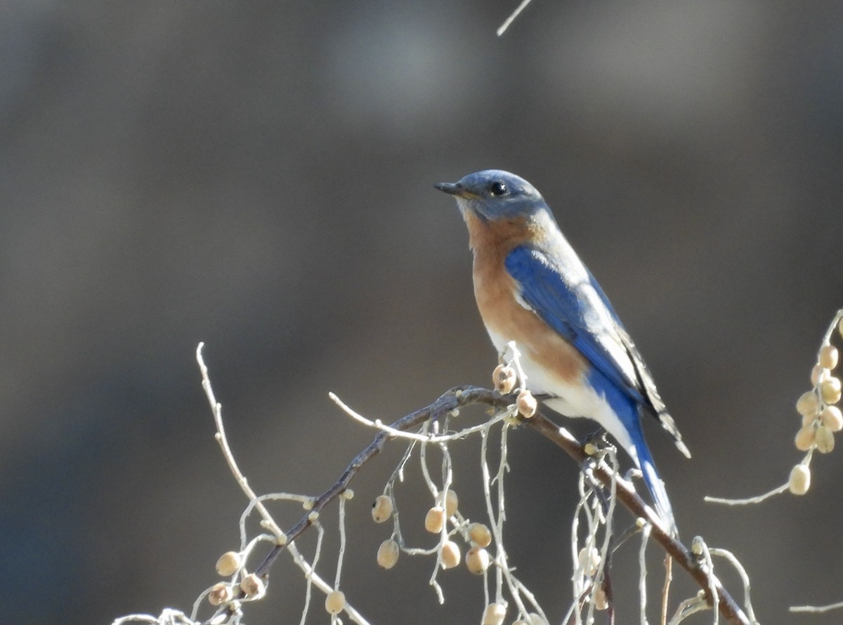 Eastern Bluebird - ML614065716