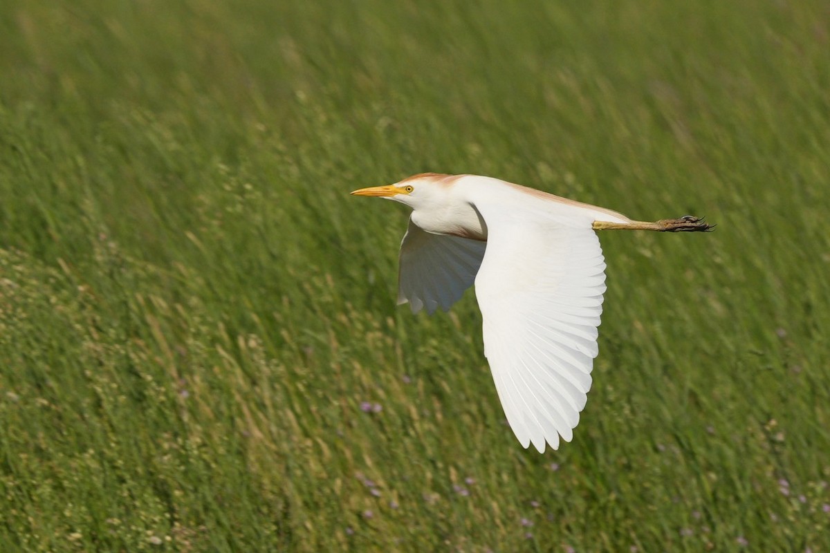 Western Cattle Egret - ML614065740