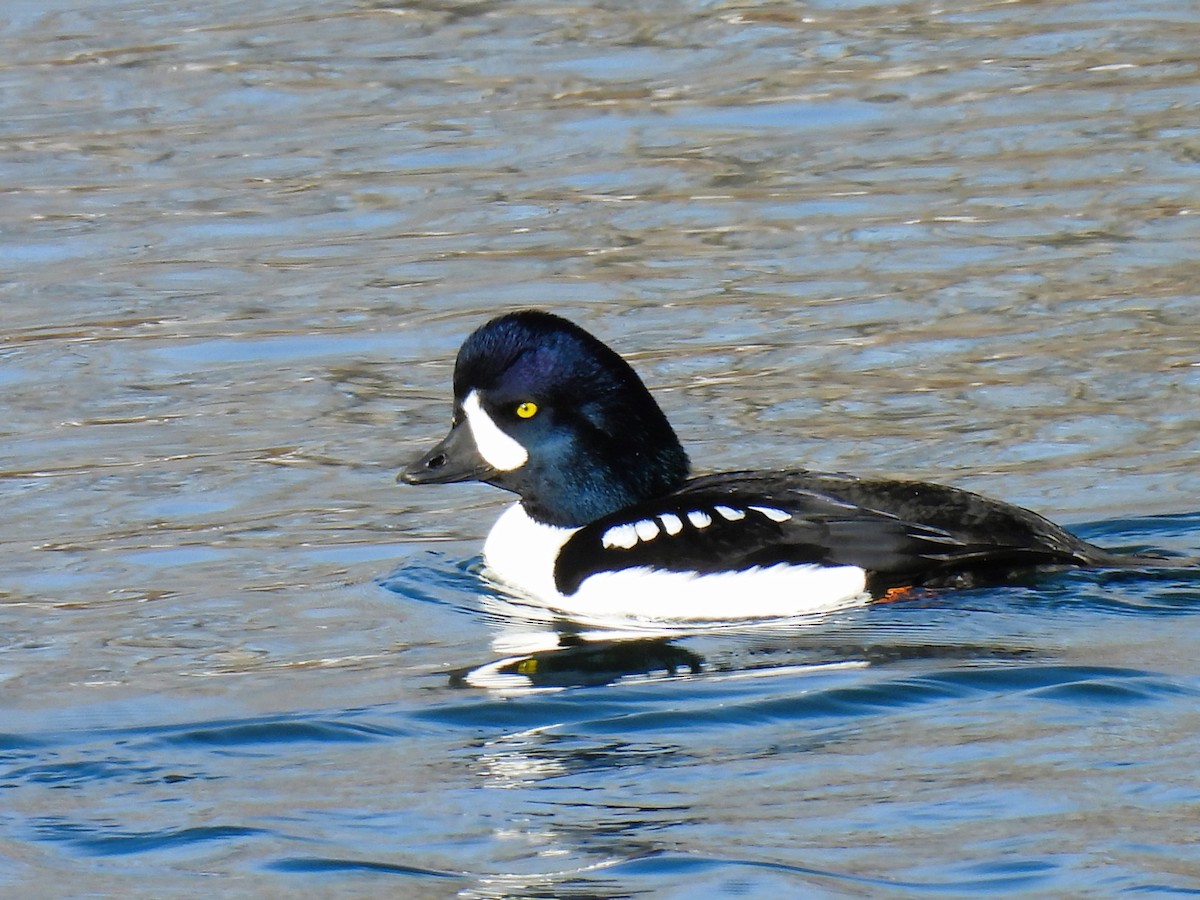 Barrow's Goldeneye - ML614065760