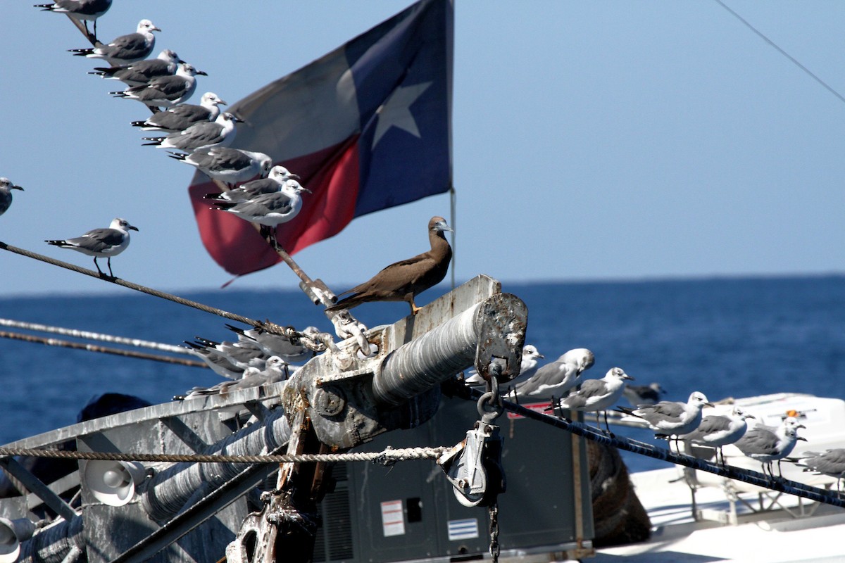 Brown Booby - ML614065796