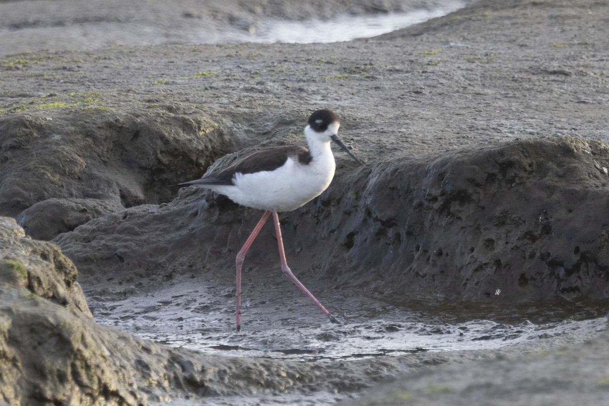 Black-necked Stilt - ML614065804