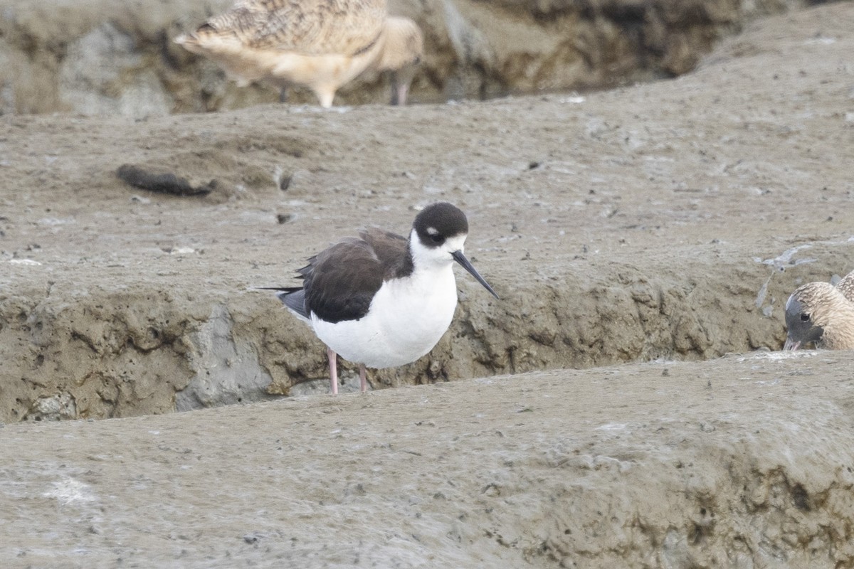 Black-necked Stilt - ML614065805