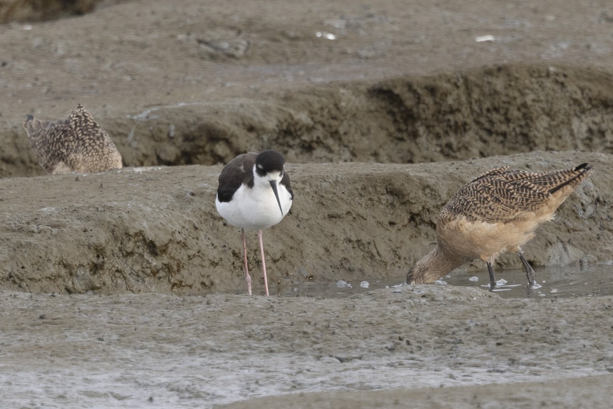 Black-necked Stilt - ML614065806