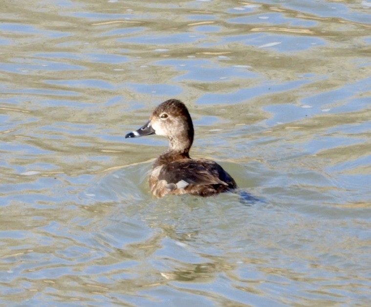 Ring-necked Duck - ML614065811