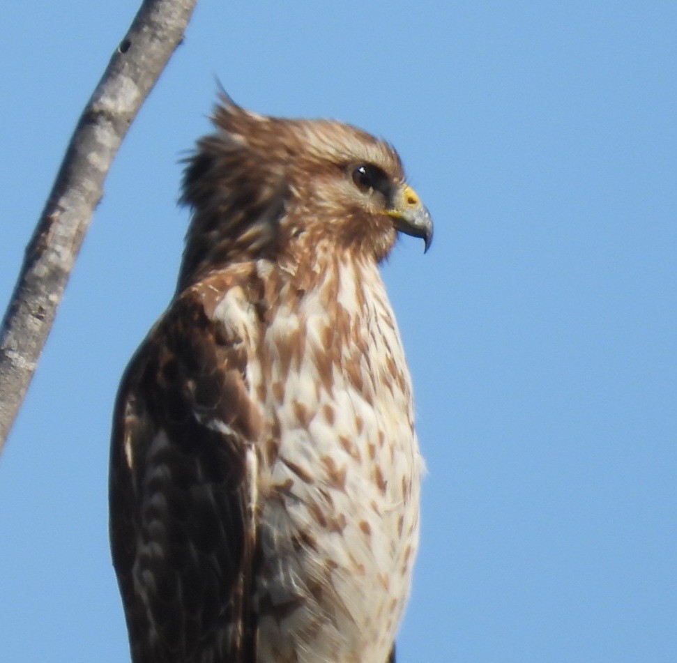 Red-shouldered Hawk - ML614065867