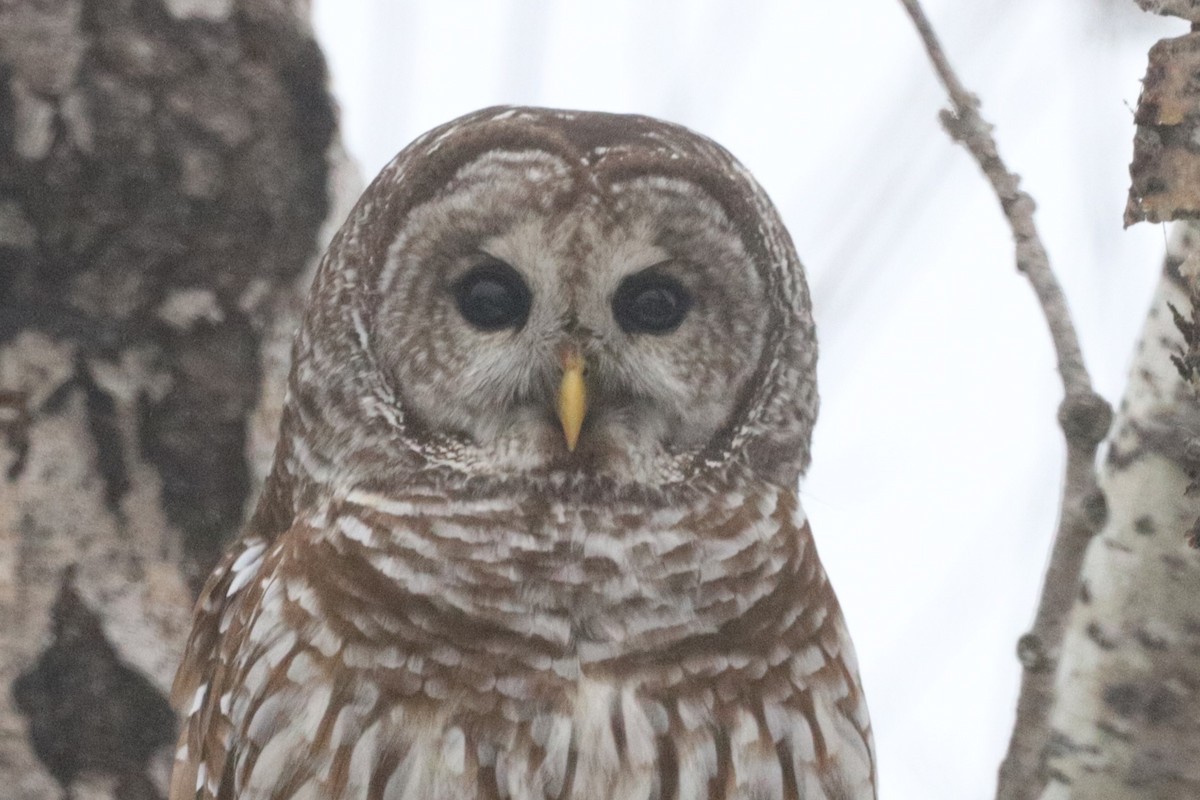 Barred Owl - ML614065903