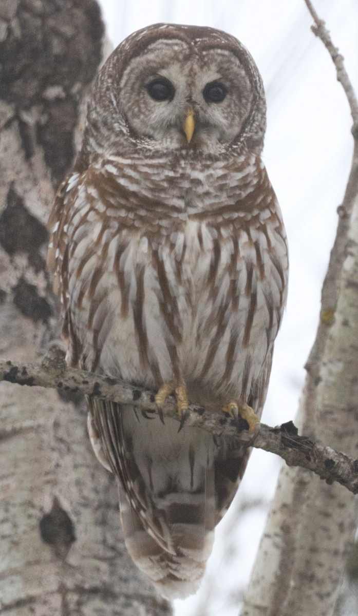 Barred Owl - ML614065905