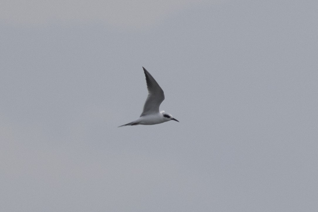 Forster's Tern - ML614065963