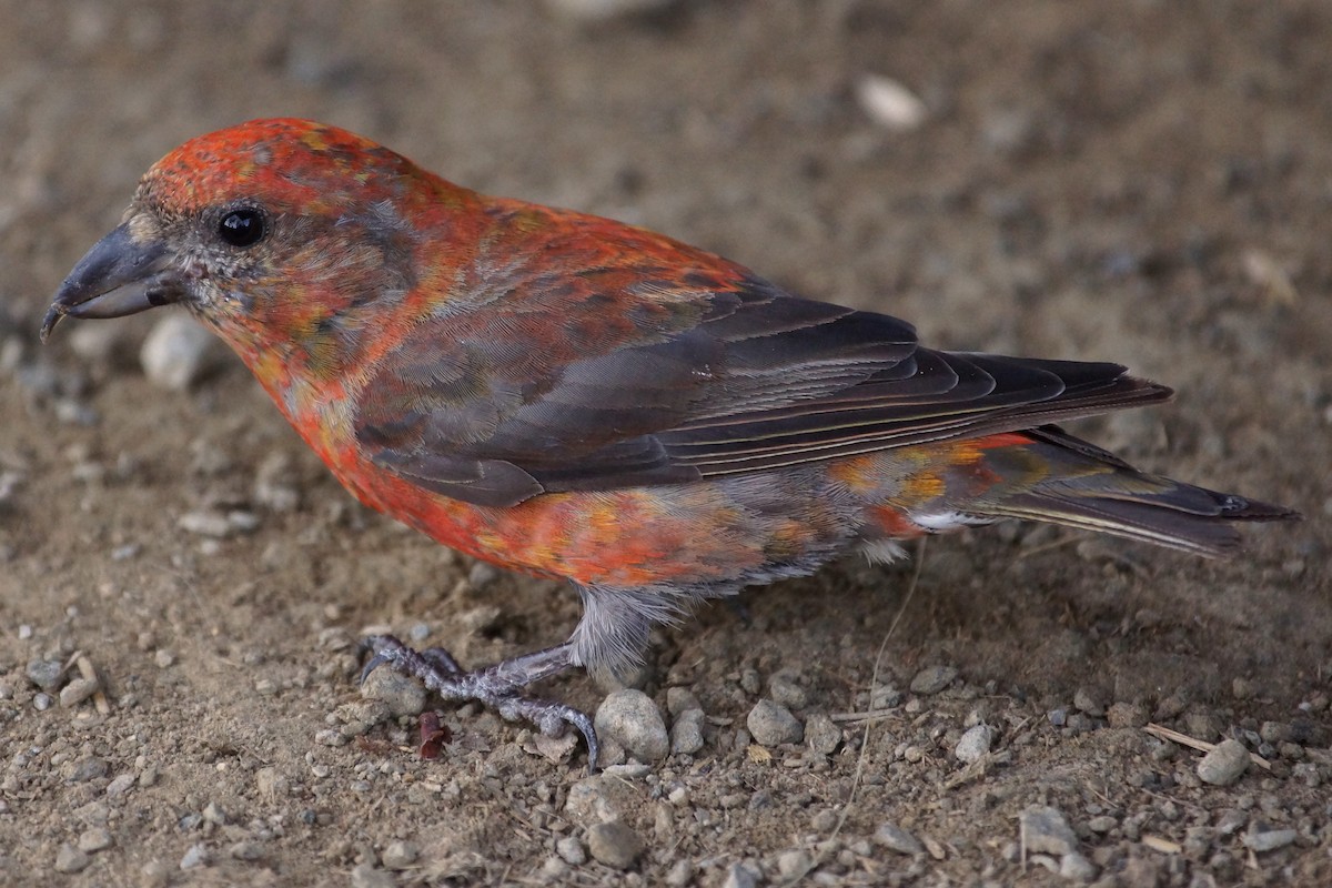 Red Crossbill (Appalachian or type 1) - ML614065995