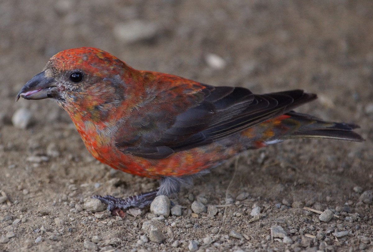 Red Crossbill (Appalachian or type 1) - ML614066001