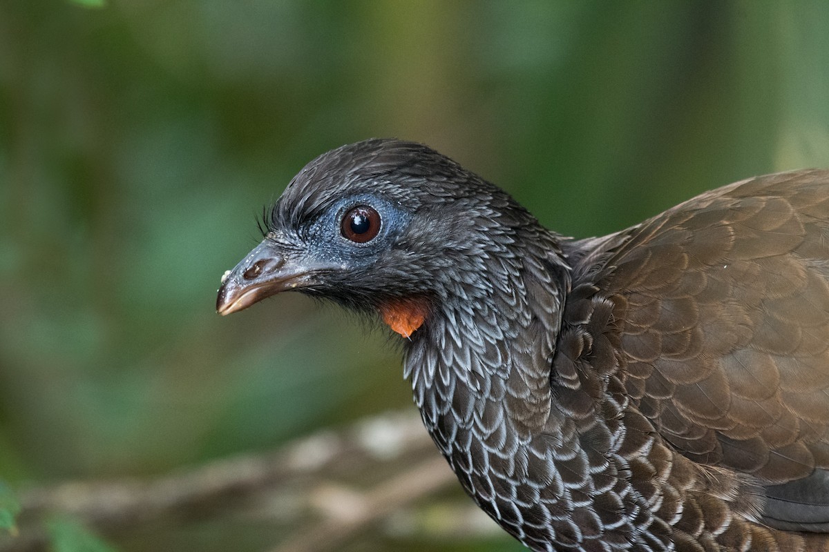 Andean Guan - ML614066006