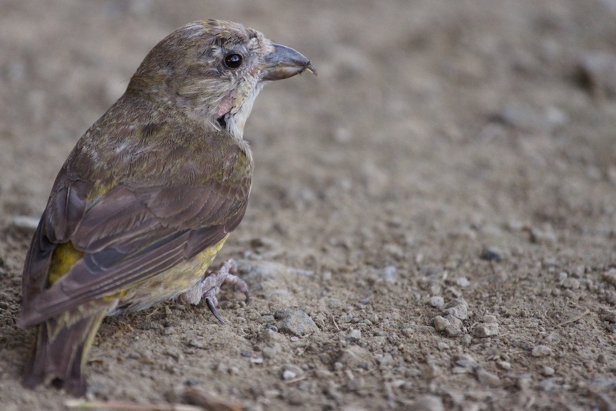 Red Crossbill (Appalachian or type 1) - ML614066010