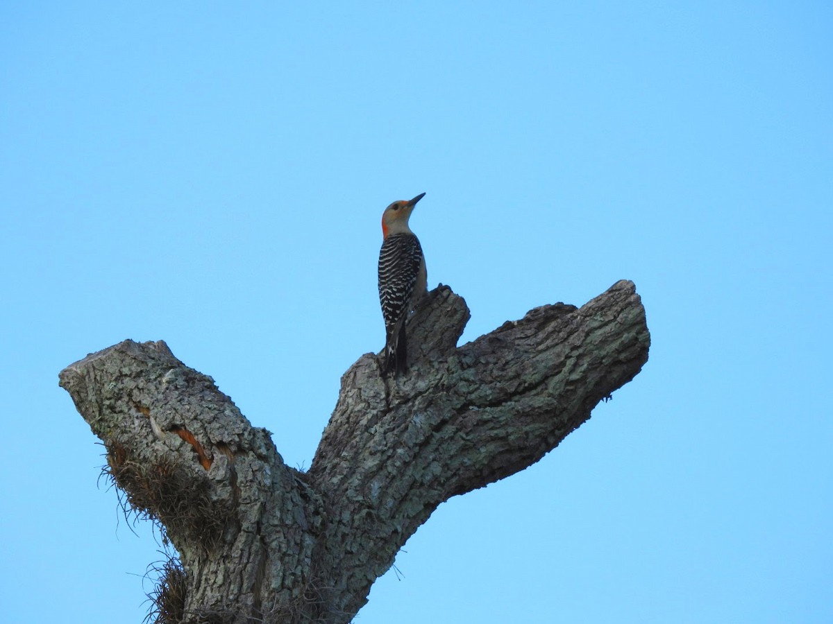 Red-bellied Woodpecker - patricia kuzma sell