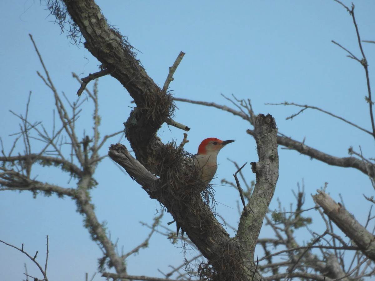 Red-bellied Woodpecker - ML614066040