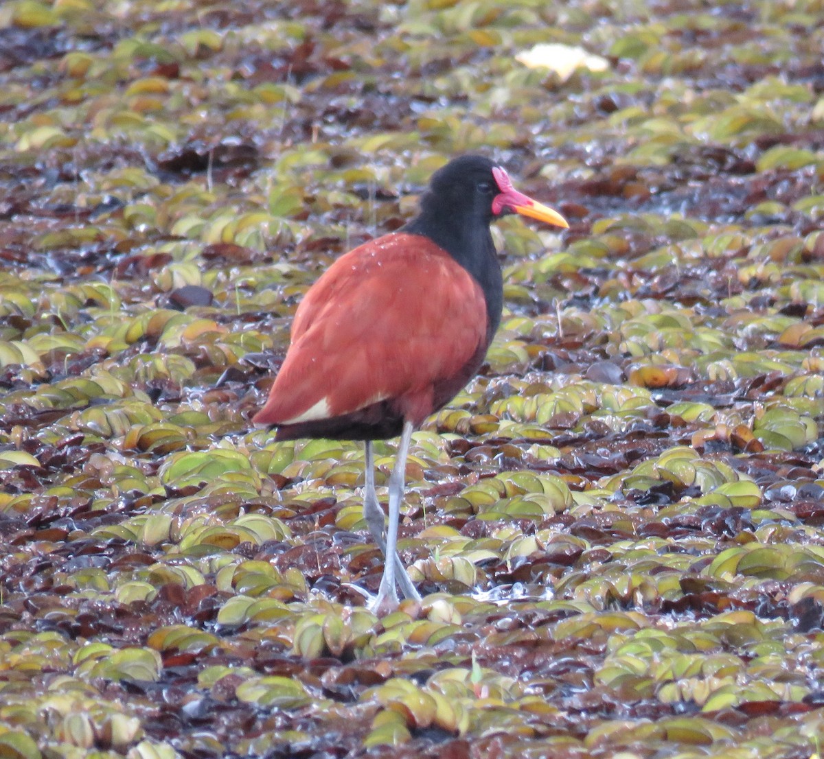 Wattled Jacana - ML614066074