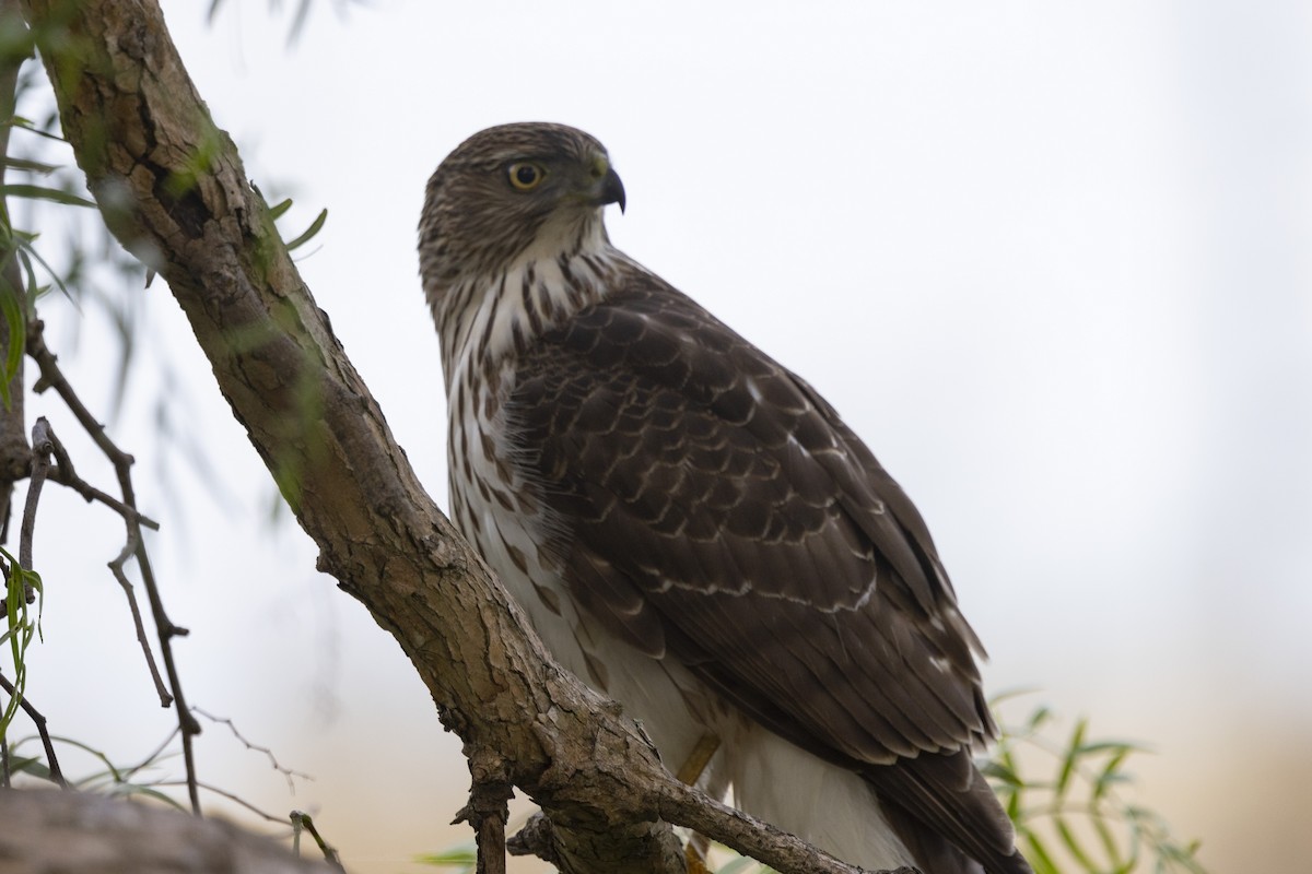 Cooper's Hawk - ML614066079