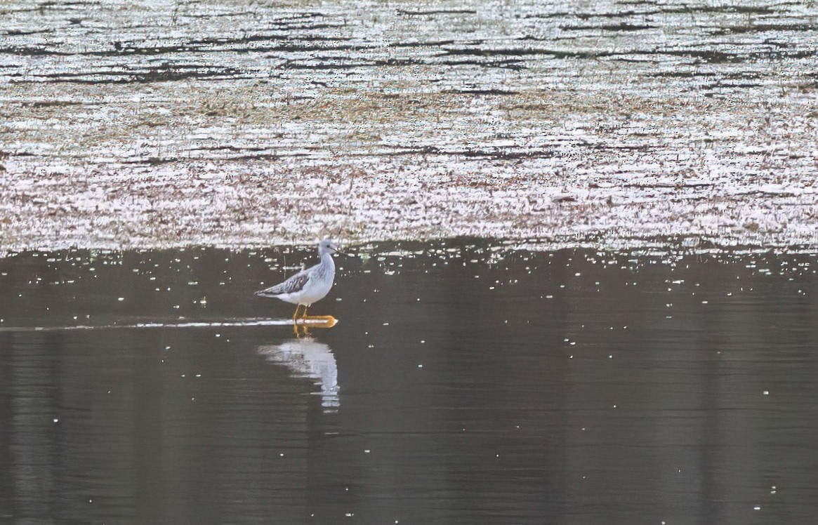 Lesser Yellowlegs - ML614066092