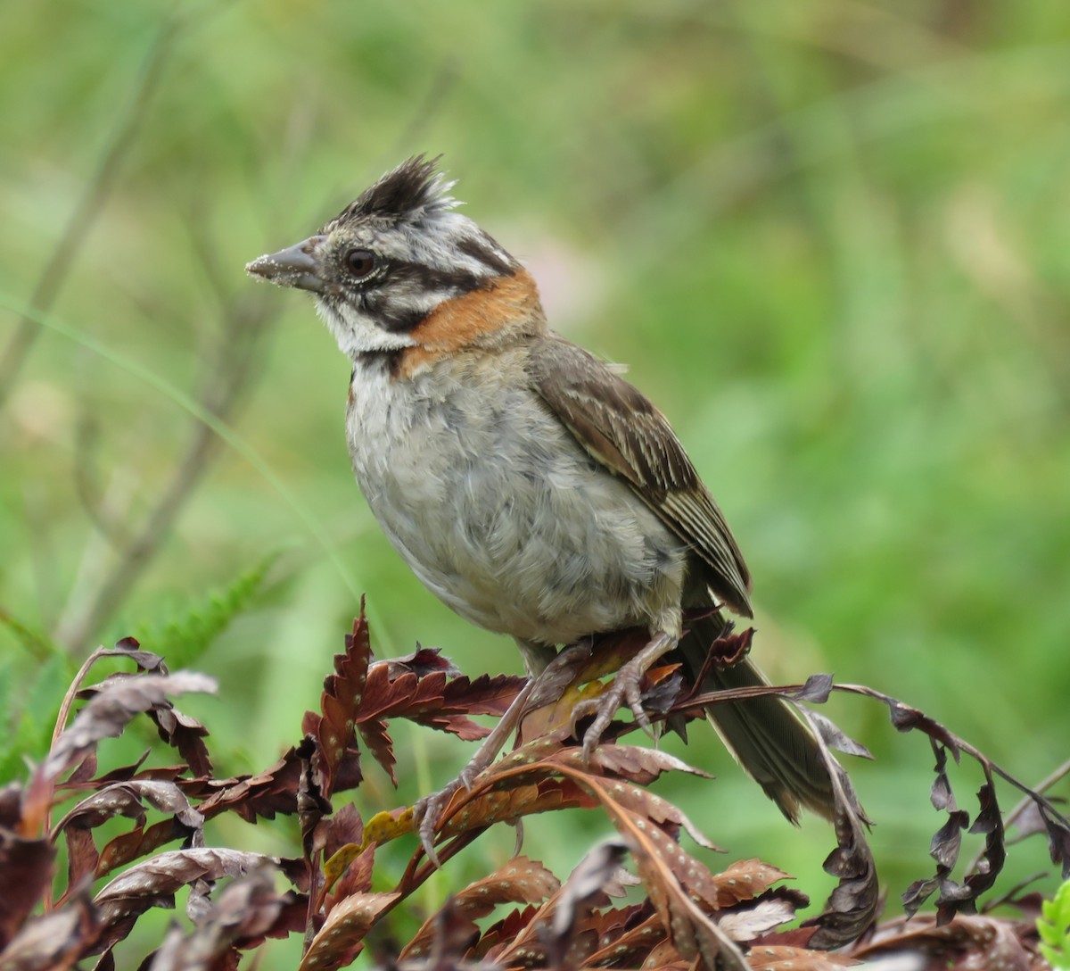 Rufous-collared Sparrow - ML614066109