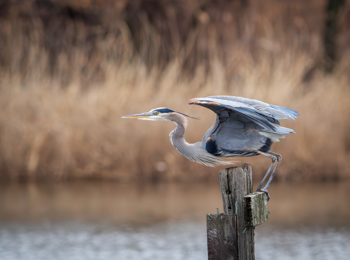 Great Blue Heron - Juan Melli