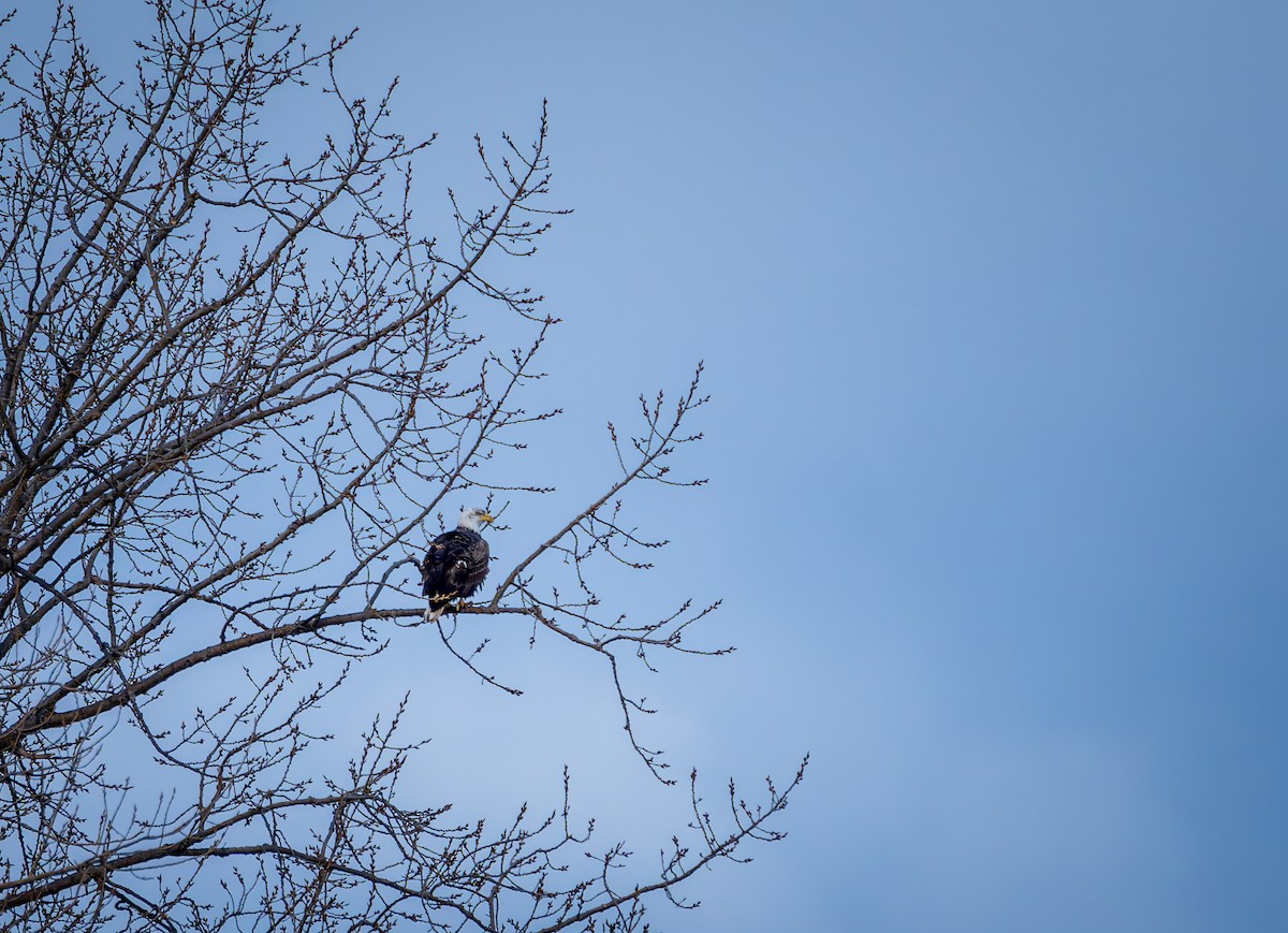 Bald Eagle - ML614066129