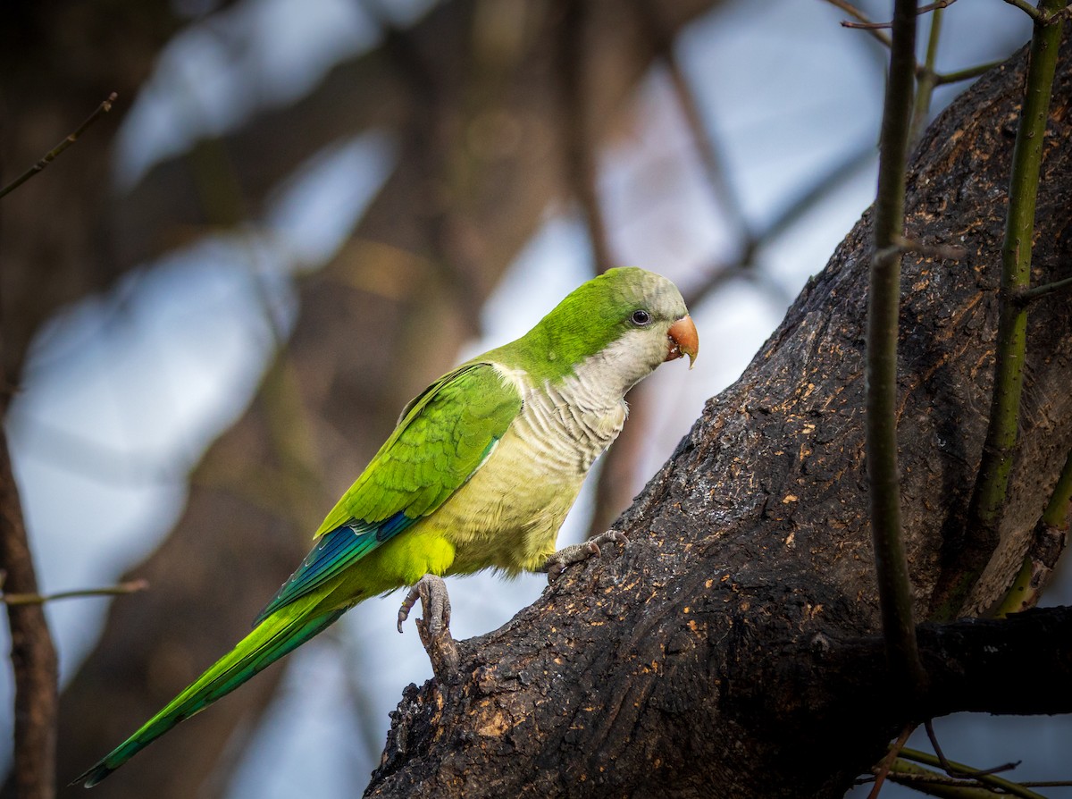 Monk Parakeet - ML614066134