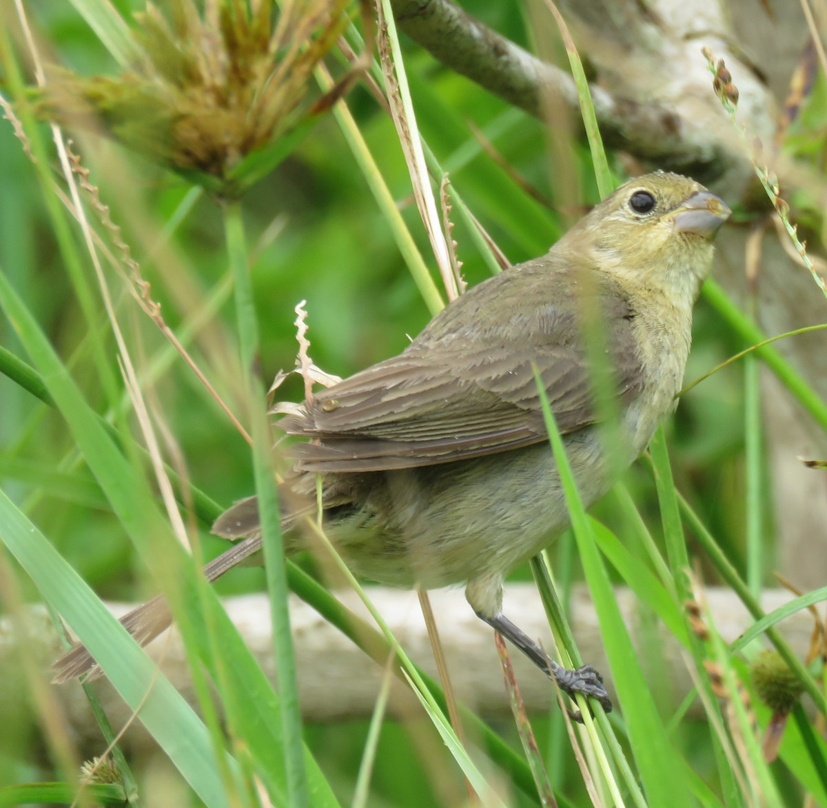 Double-collared Seedeater - ML614066136