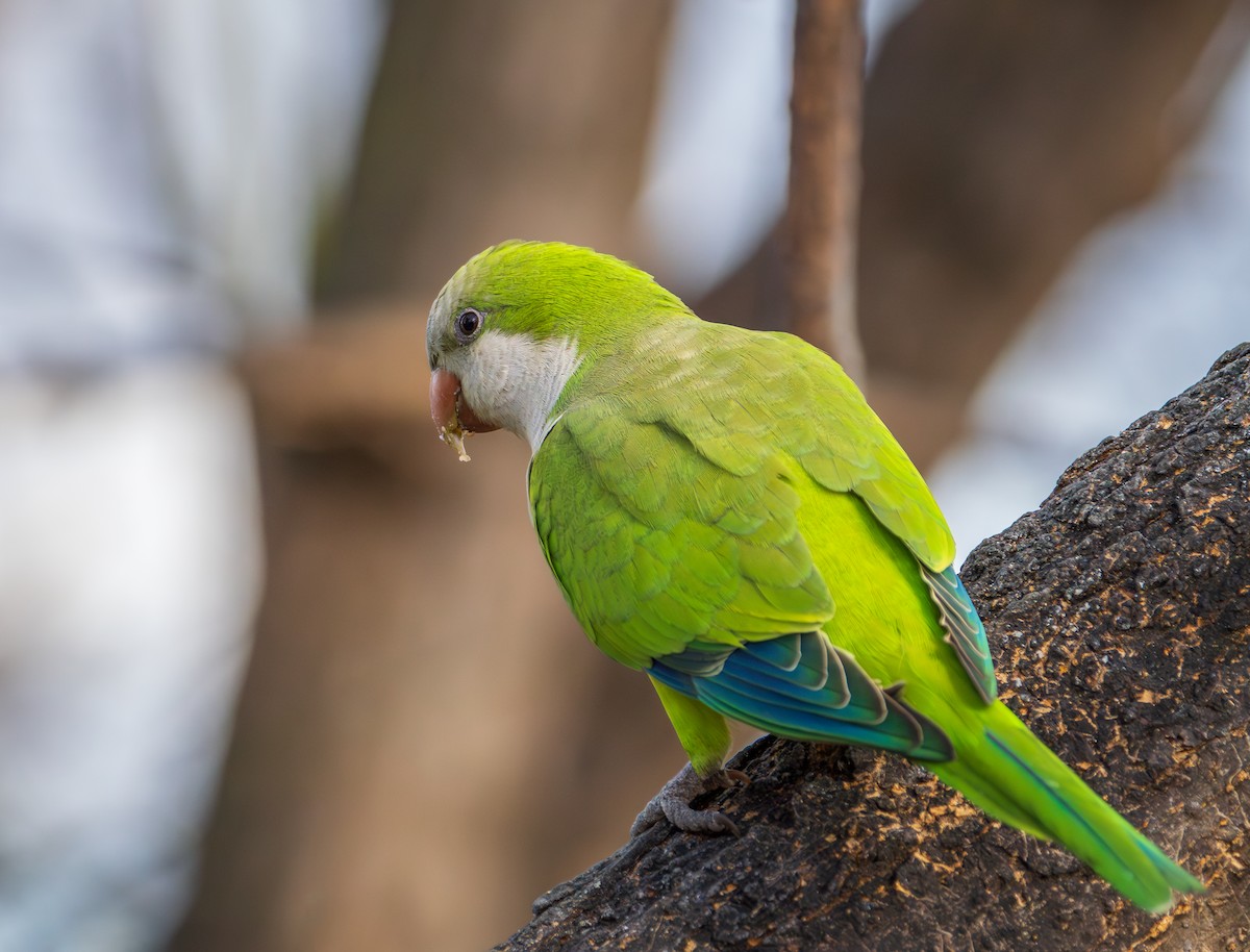 Monk Parakeet - ML614066154