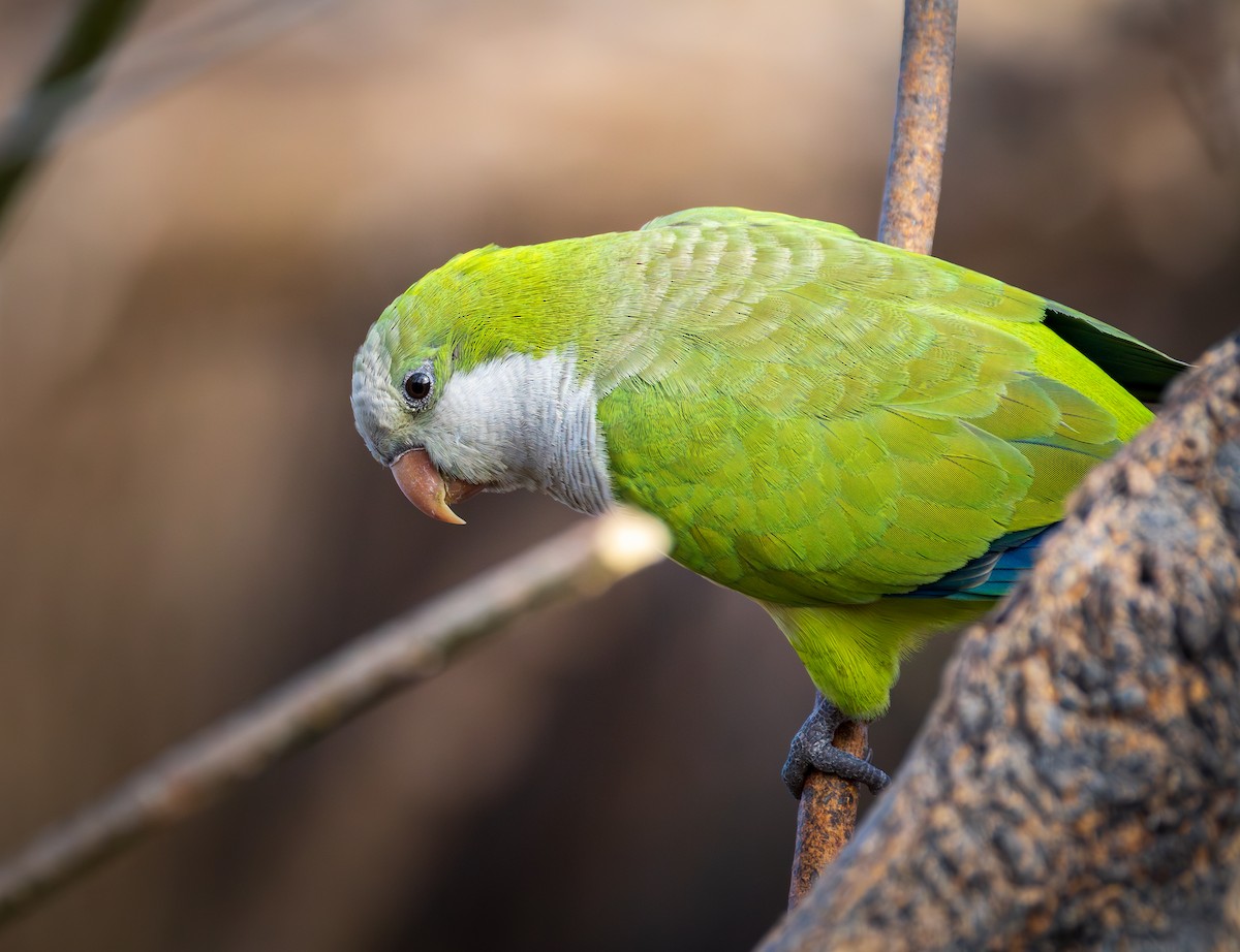 Monk Parakeet - ML614066157