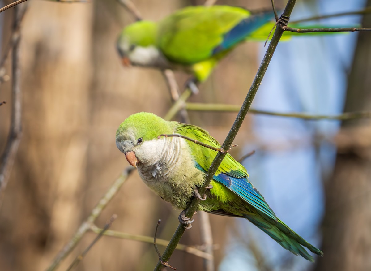 Monk Parakeet - ML614066165