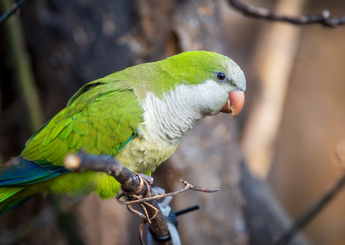 Monk Parakeet - ML614066172