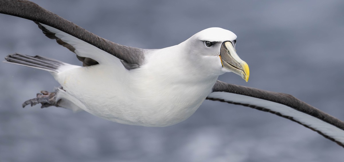 Albatros à cape blanche - ML614066174
