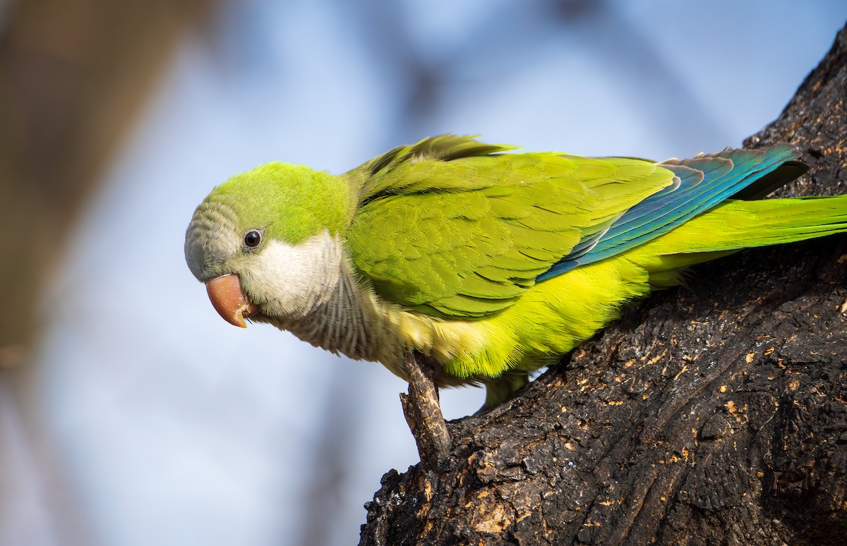 Monk Parakeet - ML614066179