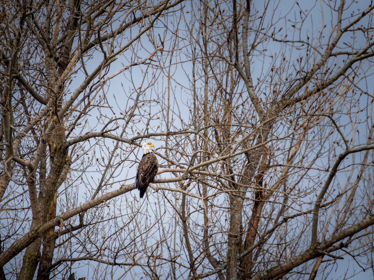 Bald Eagle - ML614066184