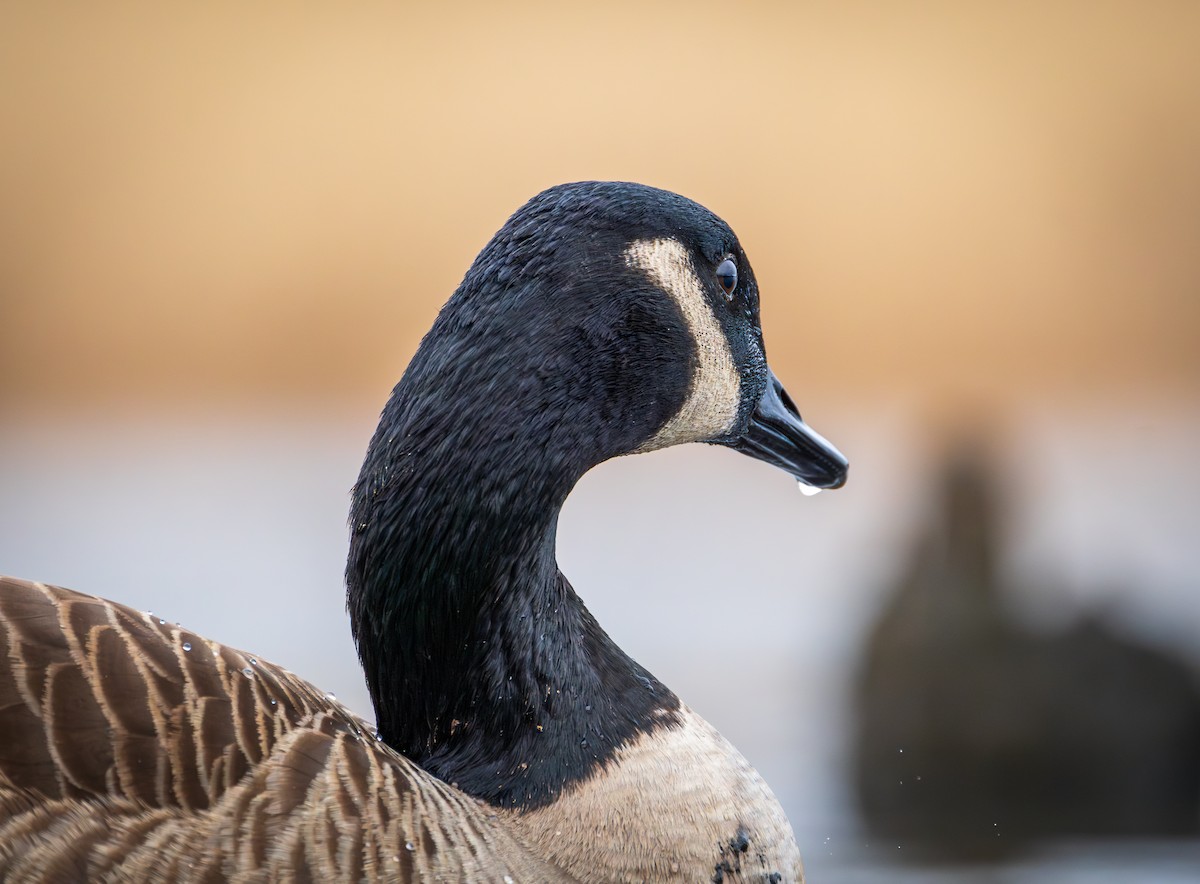 Canada Goose - ML614066197