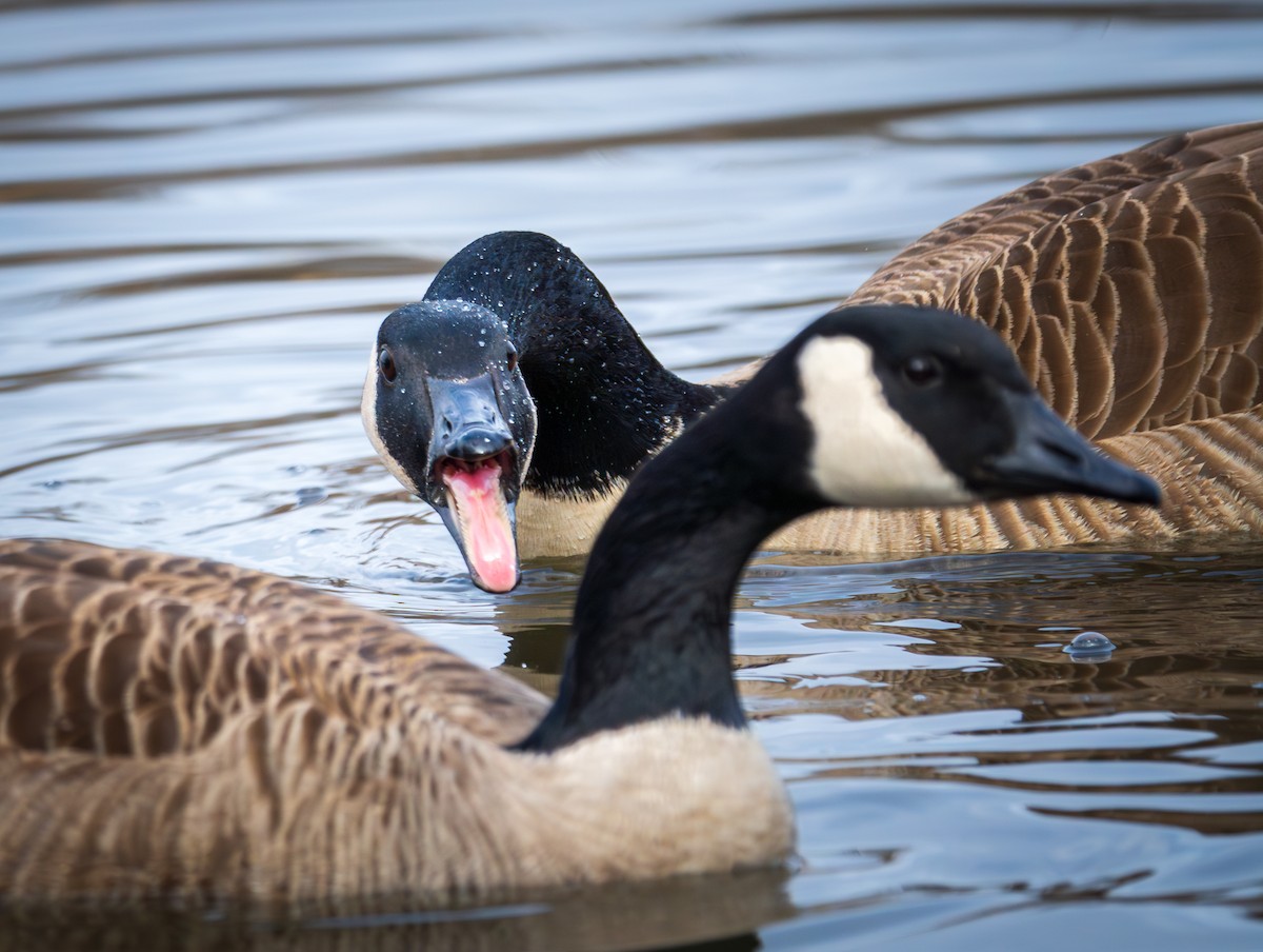 Canada Goose - ML614066199