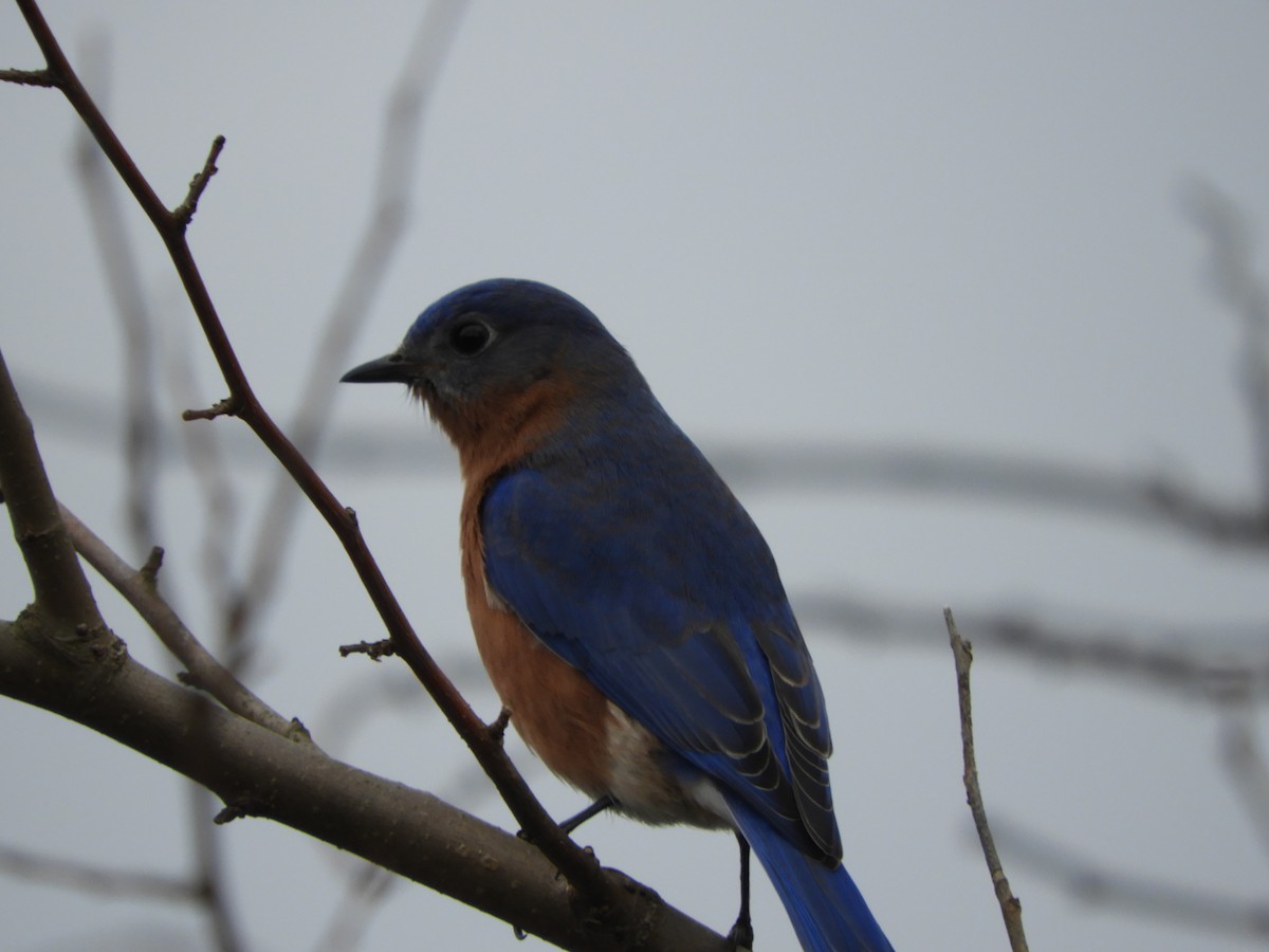 Eastern Bluebird - S Winiecki