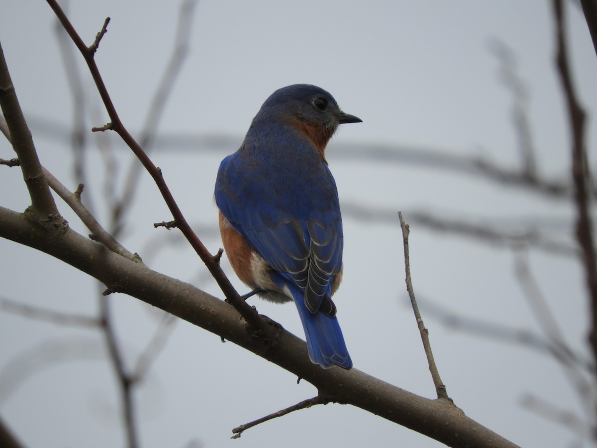 Eastern Bluebird - ML614066212