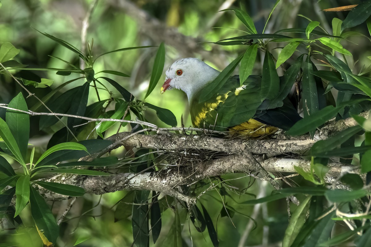 Wompoo Fruit-Dove - ML614066366