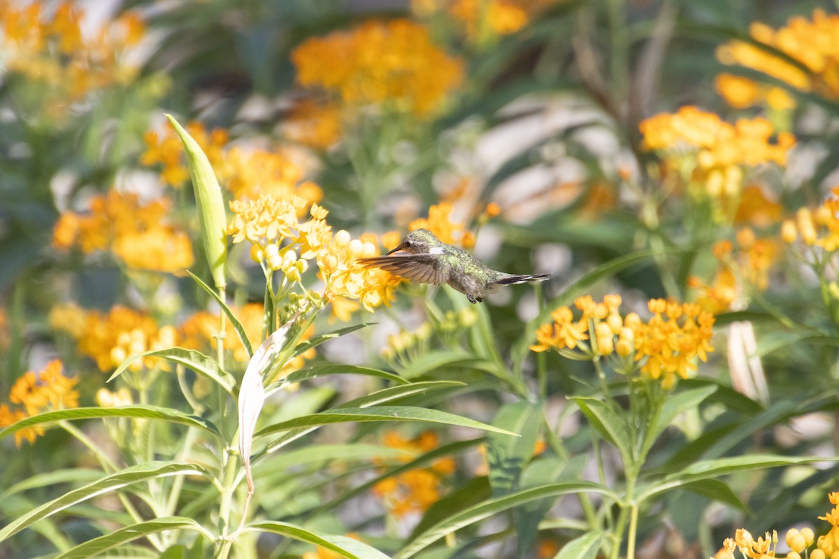 Peruvian Sheartail - ML614066375