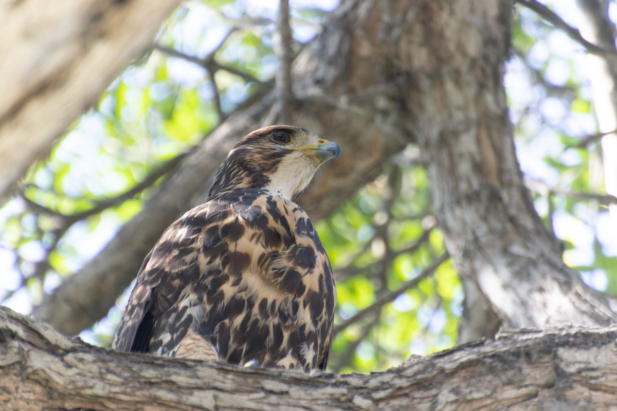 Harris's Hawk - ML614066383