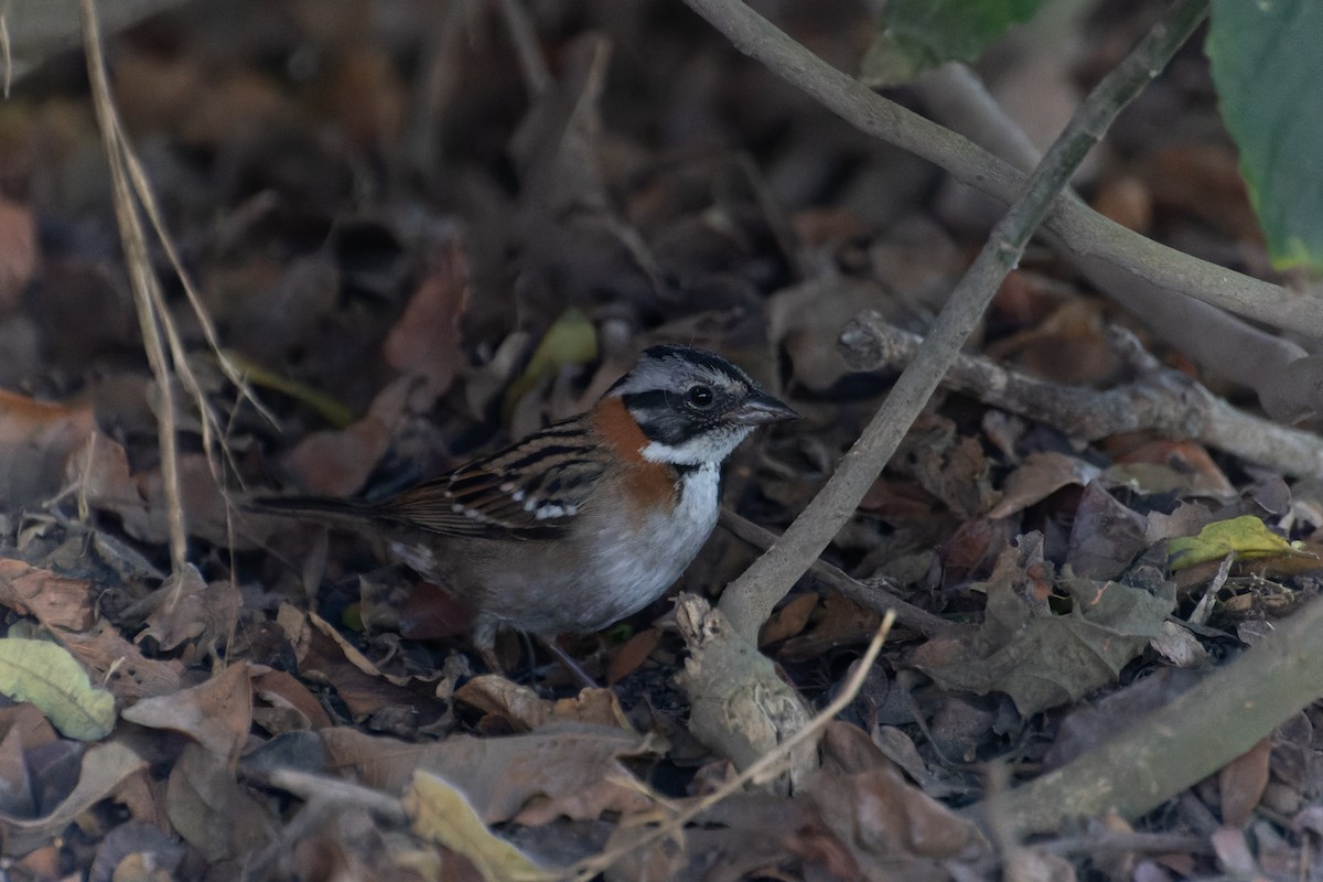Rufous-collared Sparrow - ML614066387