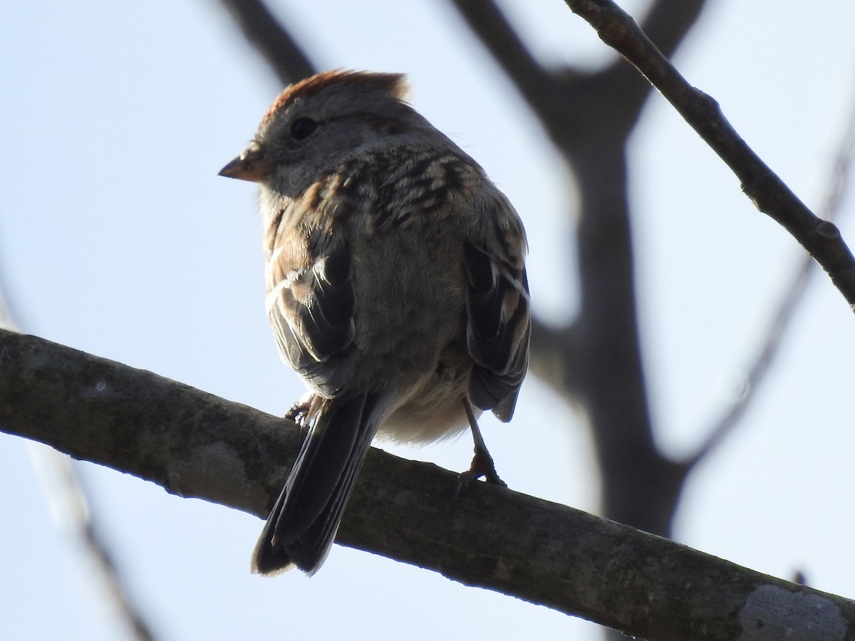 American Tree Sparrow - ML614066418