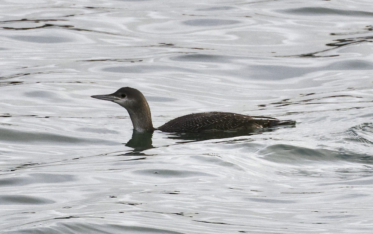 Red-throated Loon - ML614066428