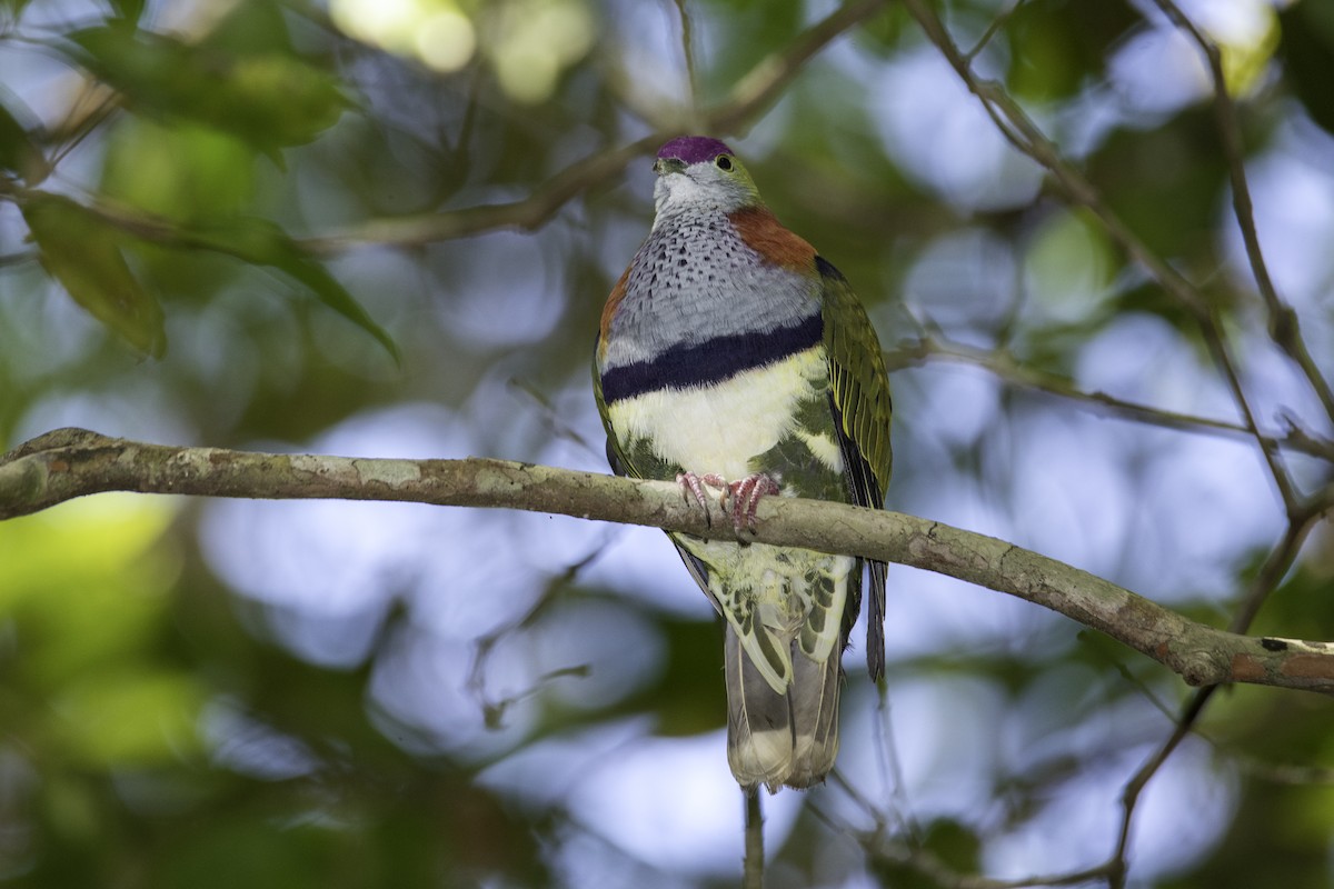 Superb Fruit-Dove - ML614066533