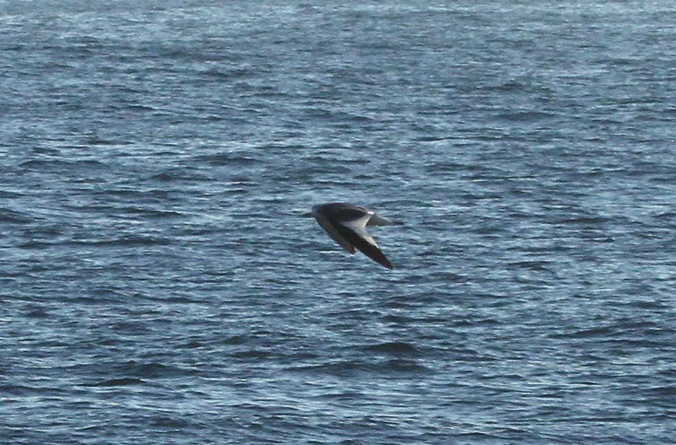 Sabine's Gull - ML614066588