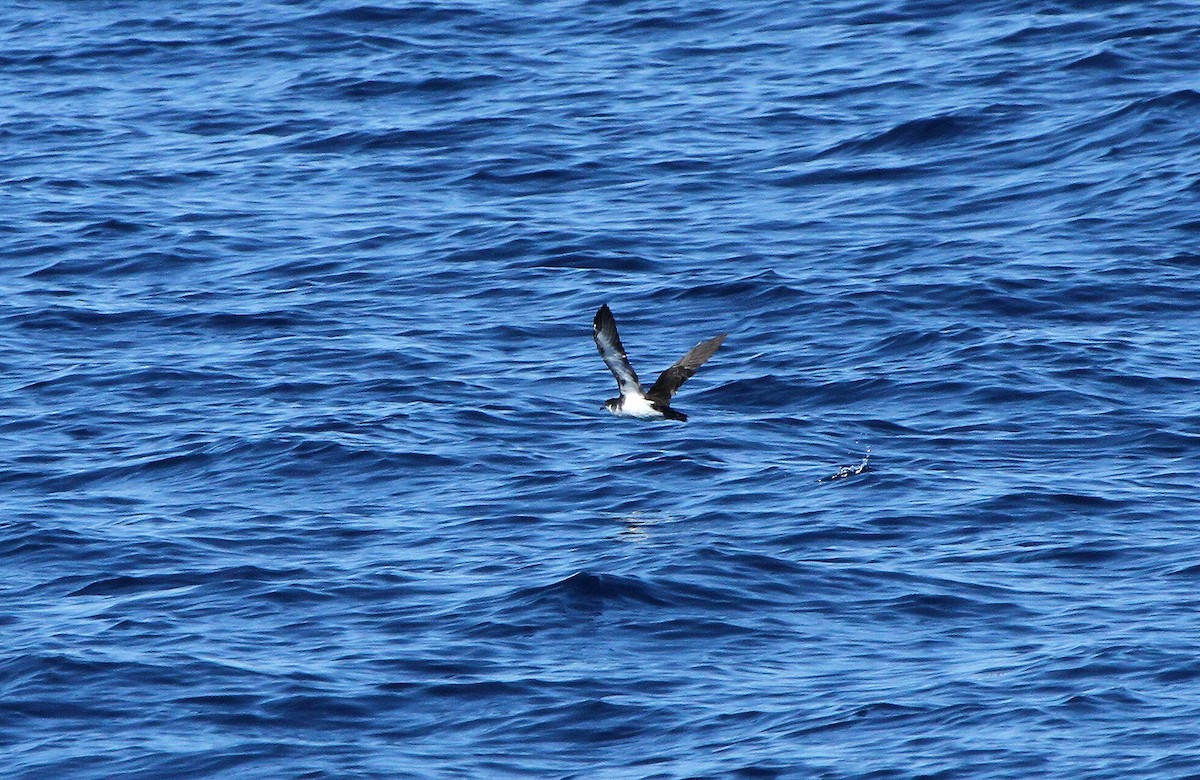 Audubon's Shearwater - ML614066594