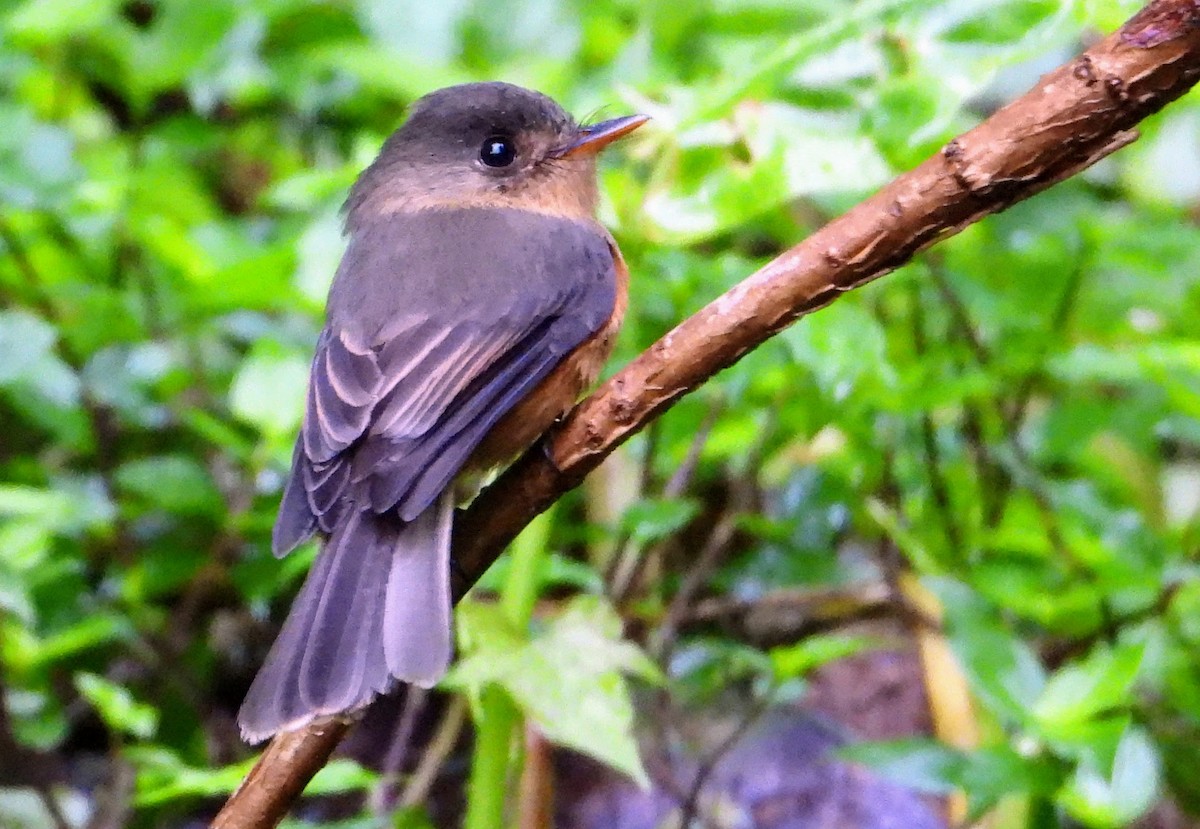 Lesser Antillean Pewee - ML614066618