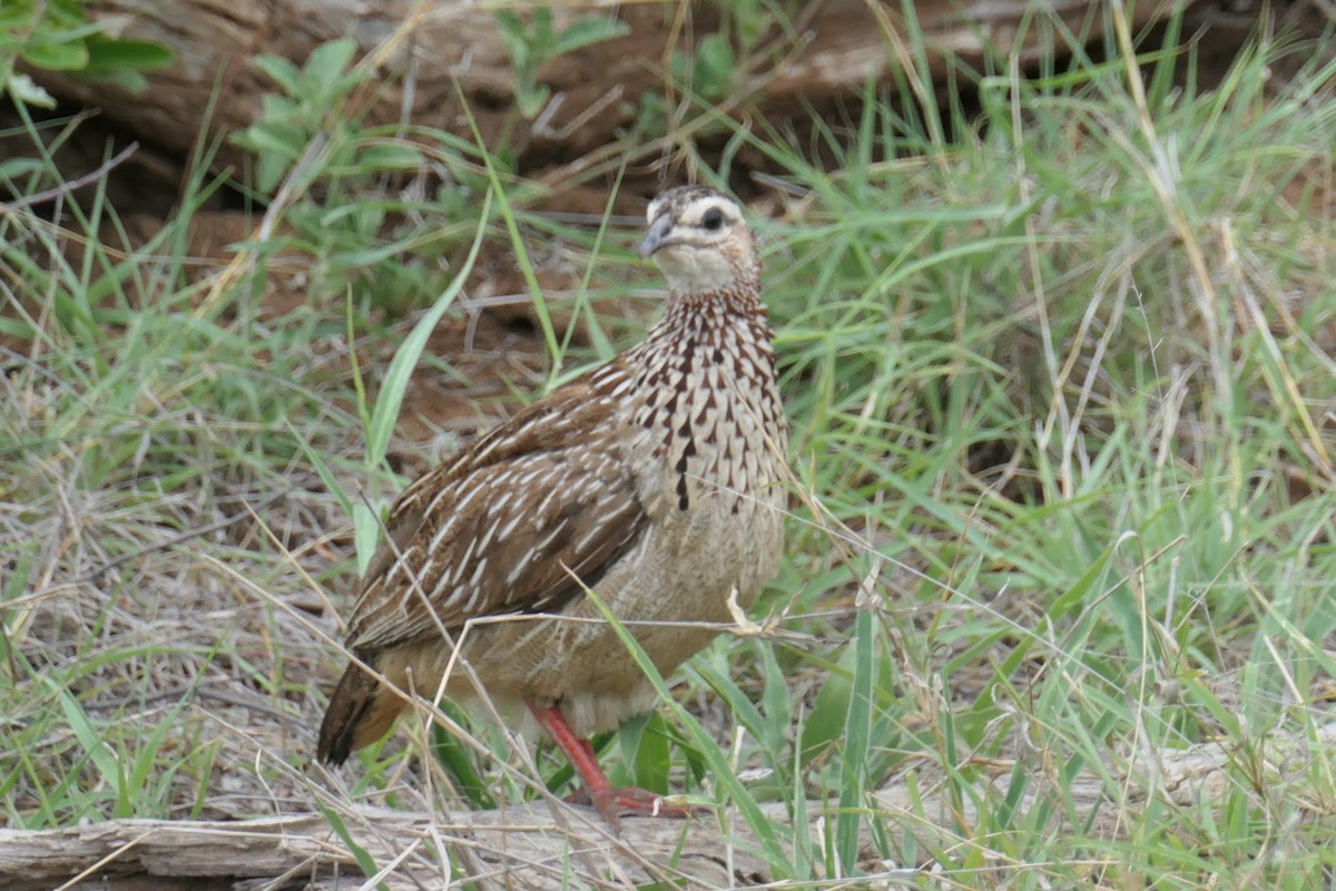 Crested Francolin - ML614066679