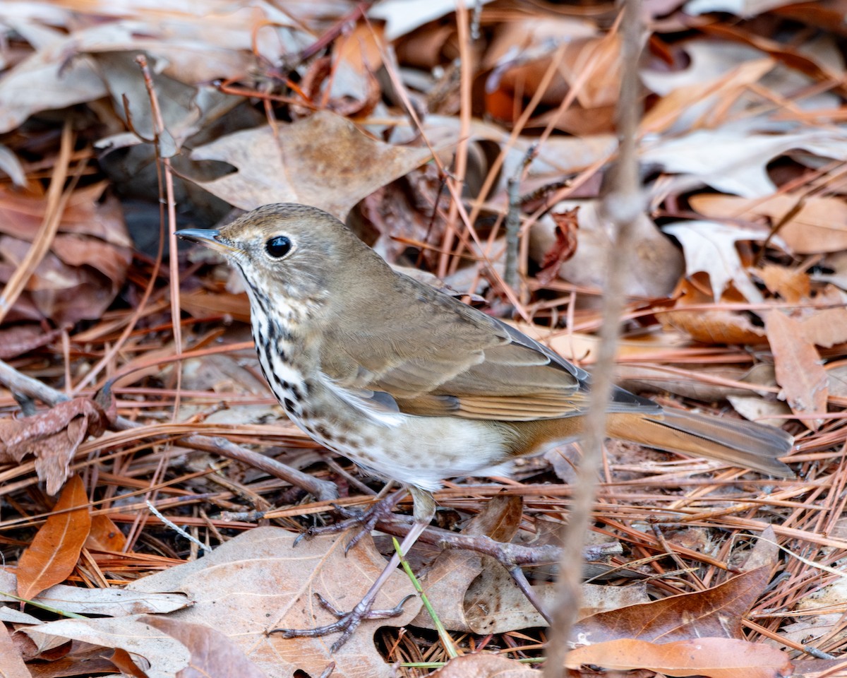 Hermit Thrush - ML614066696