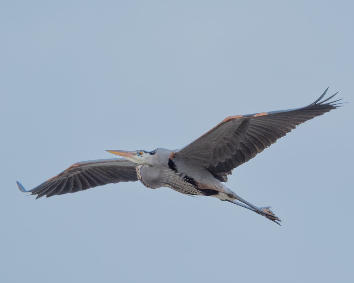 Great Blue Heron - ML614066701